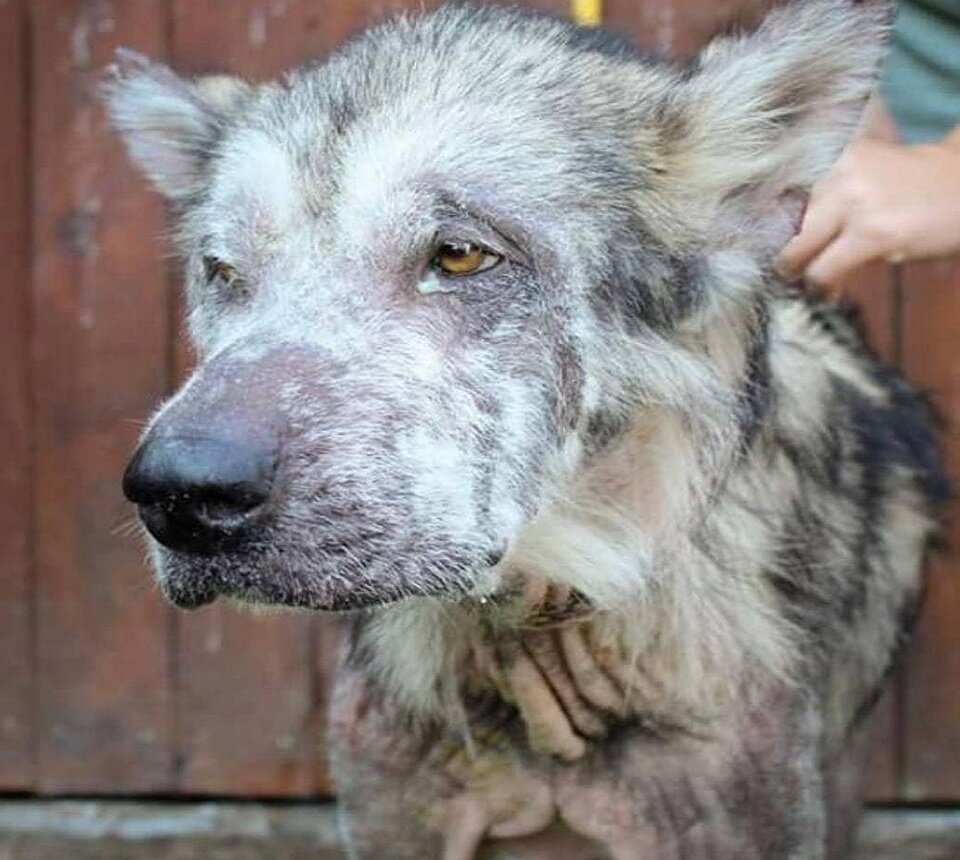 Этот пес находился на последнем издыхании, когда его забрали у жестоких хозяев