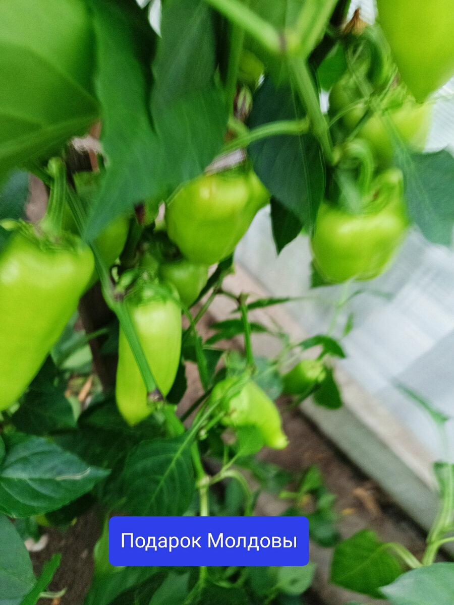 самые смешные пословицы. пословицы к сказке мафин и паук. не мил свет пословица. мил не будешь пословица. мил не будешь пословица.