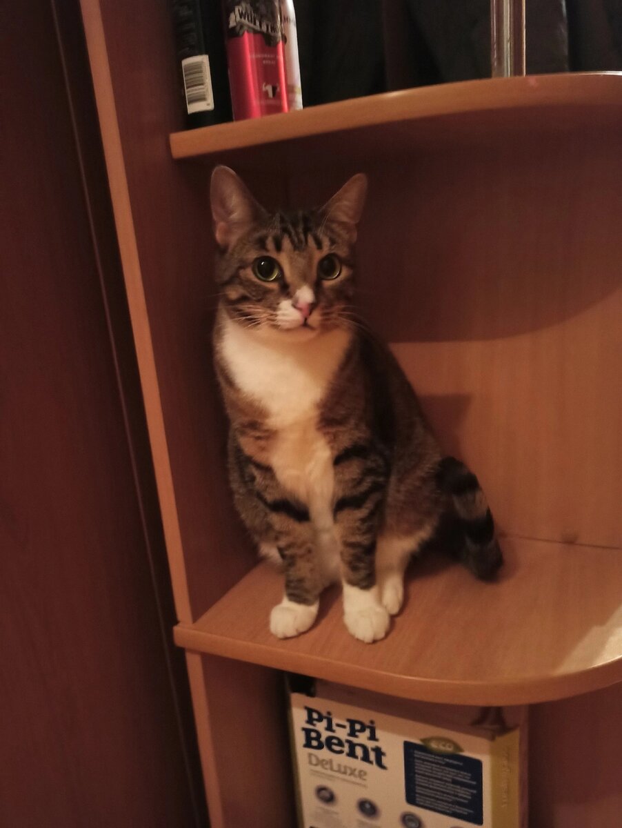 приют лучик надежды. белгород, лучик надежды белгород. приют лучик надежды. луч надежды приют. приют лучик надежды белгород.