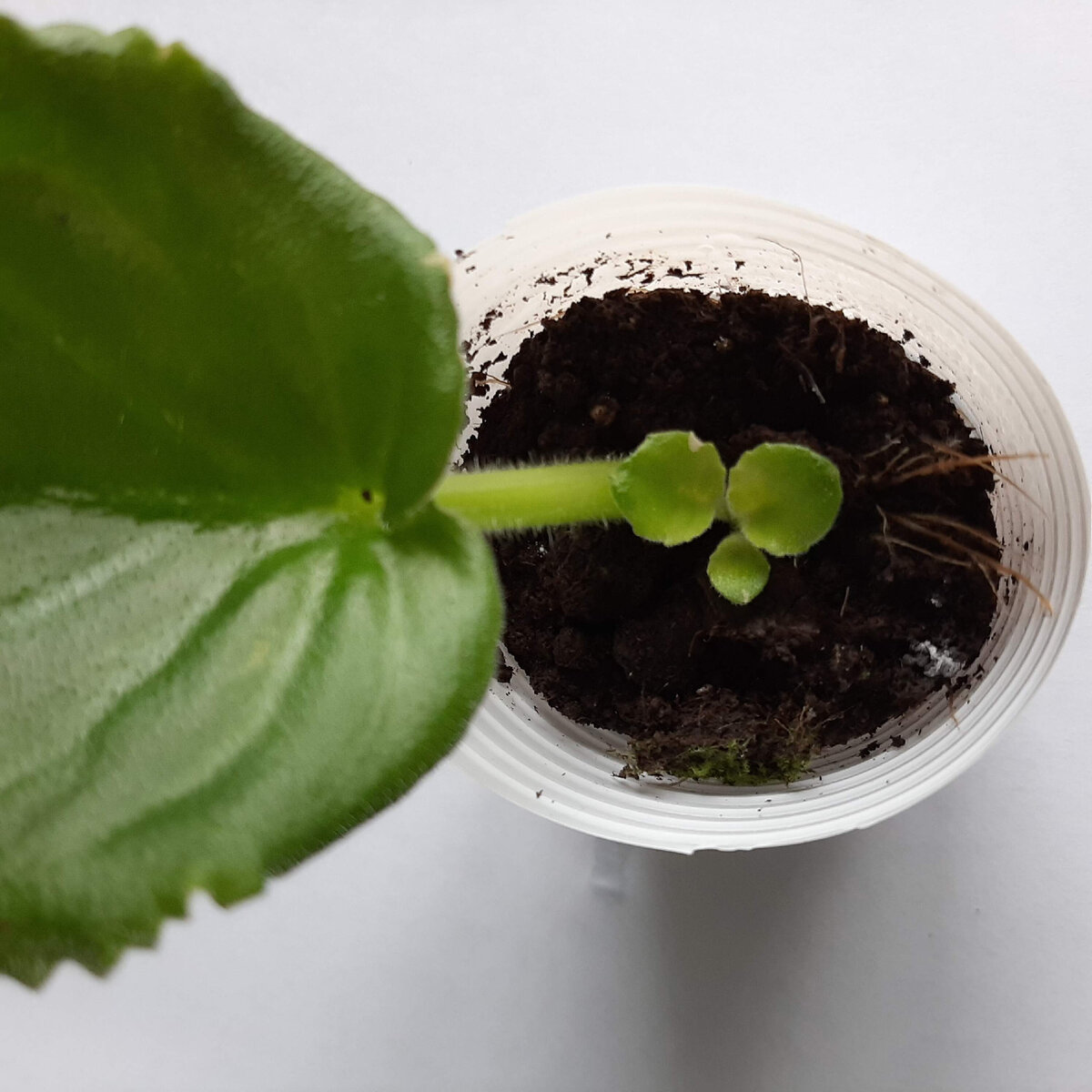 Лист дал детку