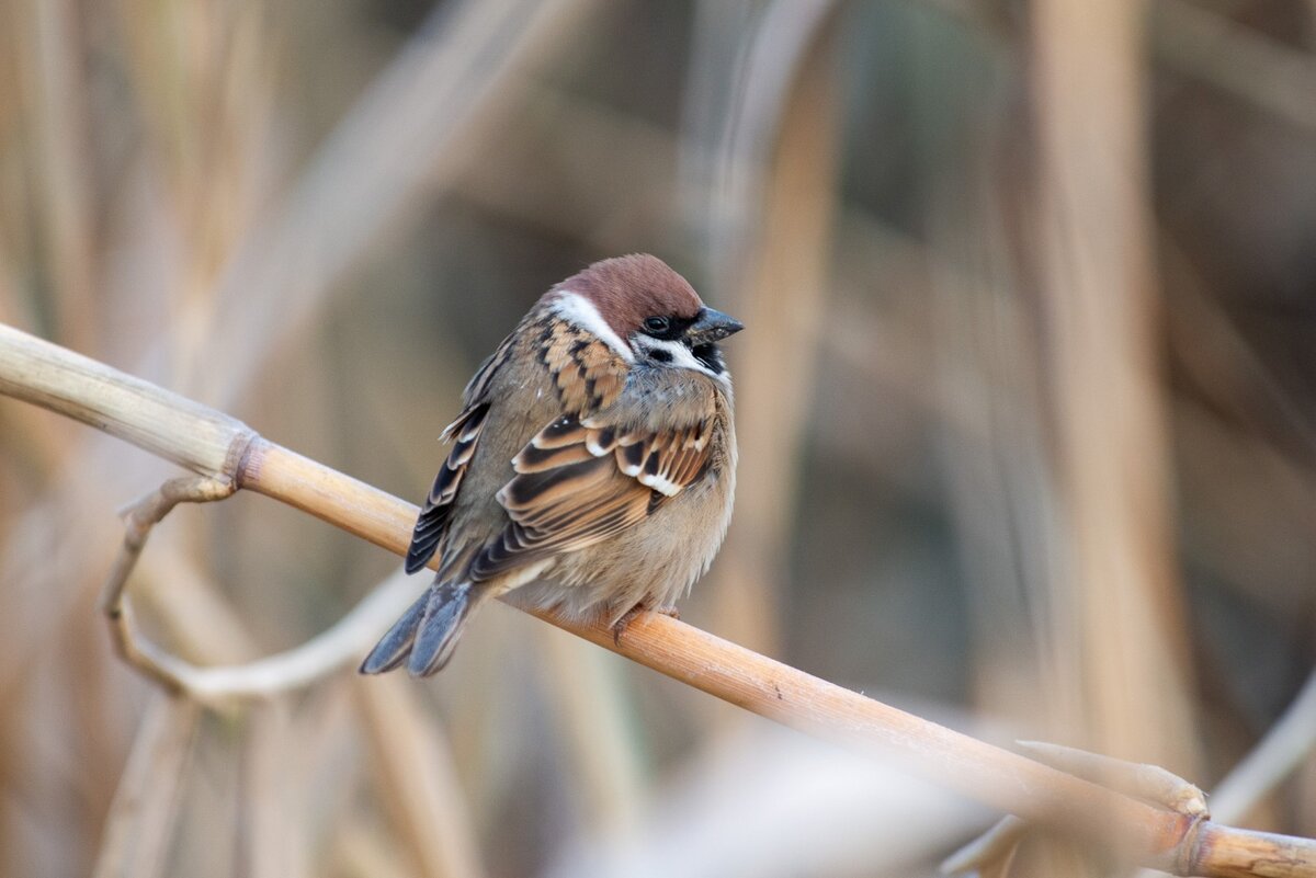 Домовой вьюрок. Воробей для детей. Воробей. Птица торгай. Воробей полезная птица.