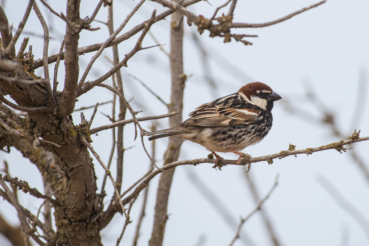 маленькая птичка меньше воробья. маленькая птица похожая на воробья. болотная вьюрковая овсянка. какие птицы похожи на воробья. маленькая птичка похожая на воробья.
