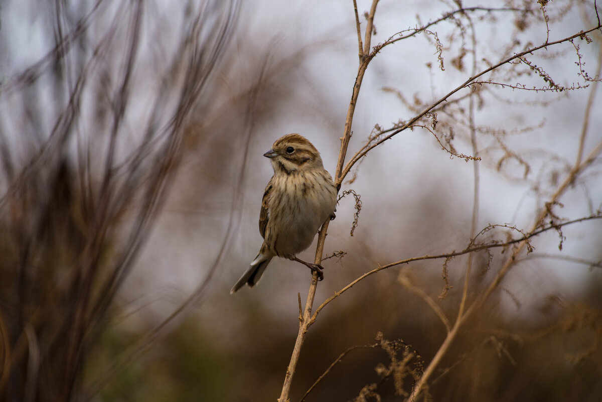 серая мухоловка птица. певчие воробьиные вьюрковые. маленькая птичка похожая на воробья. маленькая птичка меньше воробья. воробей горихвостки птенец.