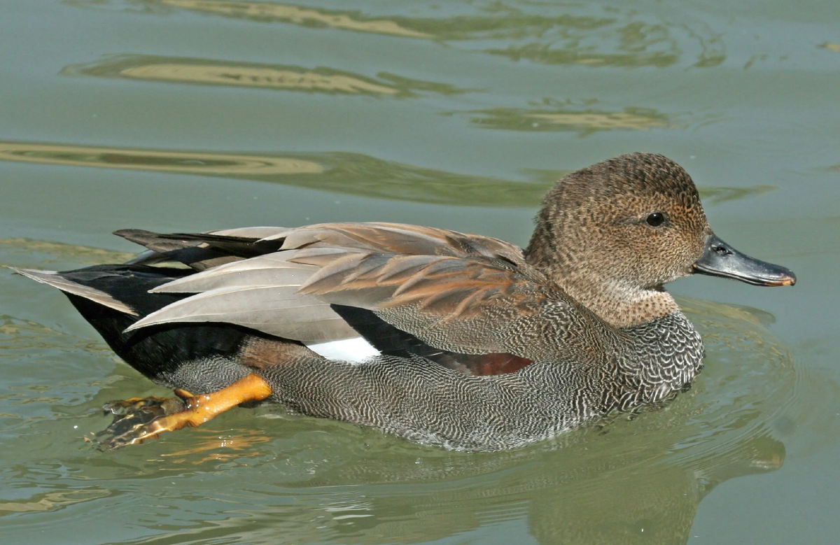 Серая утка.
