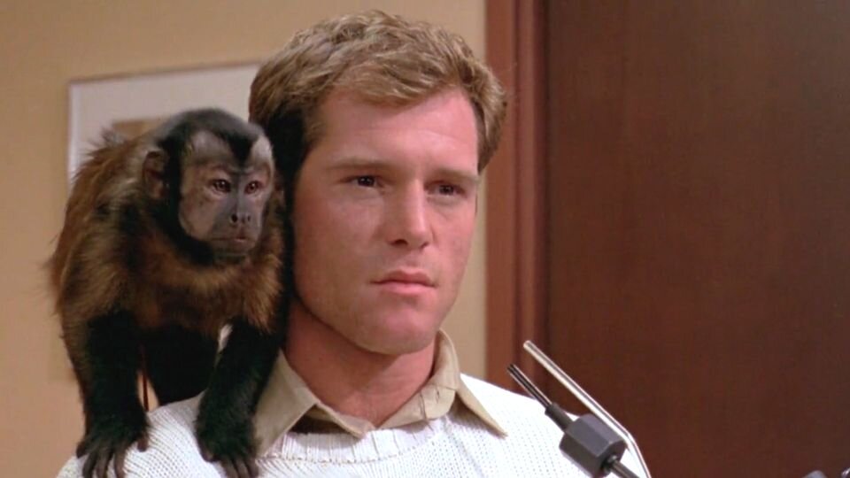 Кадр из фильма «Обезьяна-убийца» /  Monkey Shines, 1988