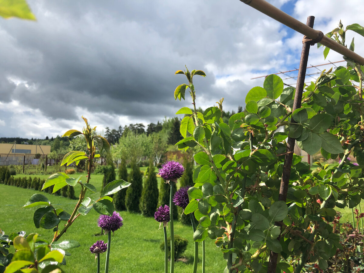 Зелень и голубое небо