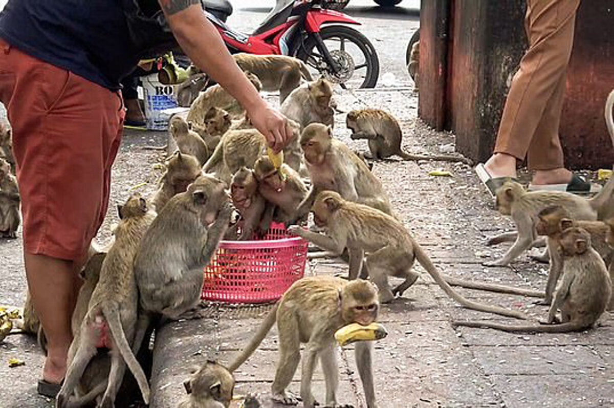 03 февраля 2024 года. Тысячи обезьян терроризируют  тайский город Лопбури.-3