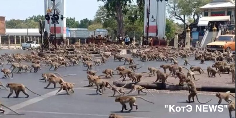 Макаки в Лопбури