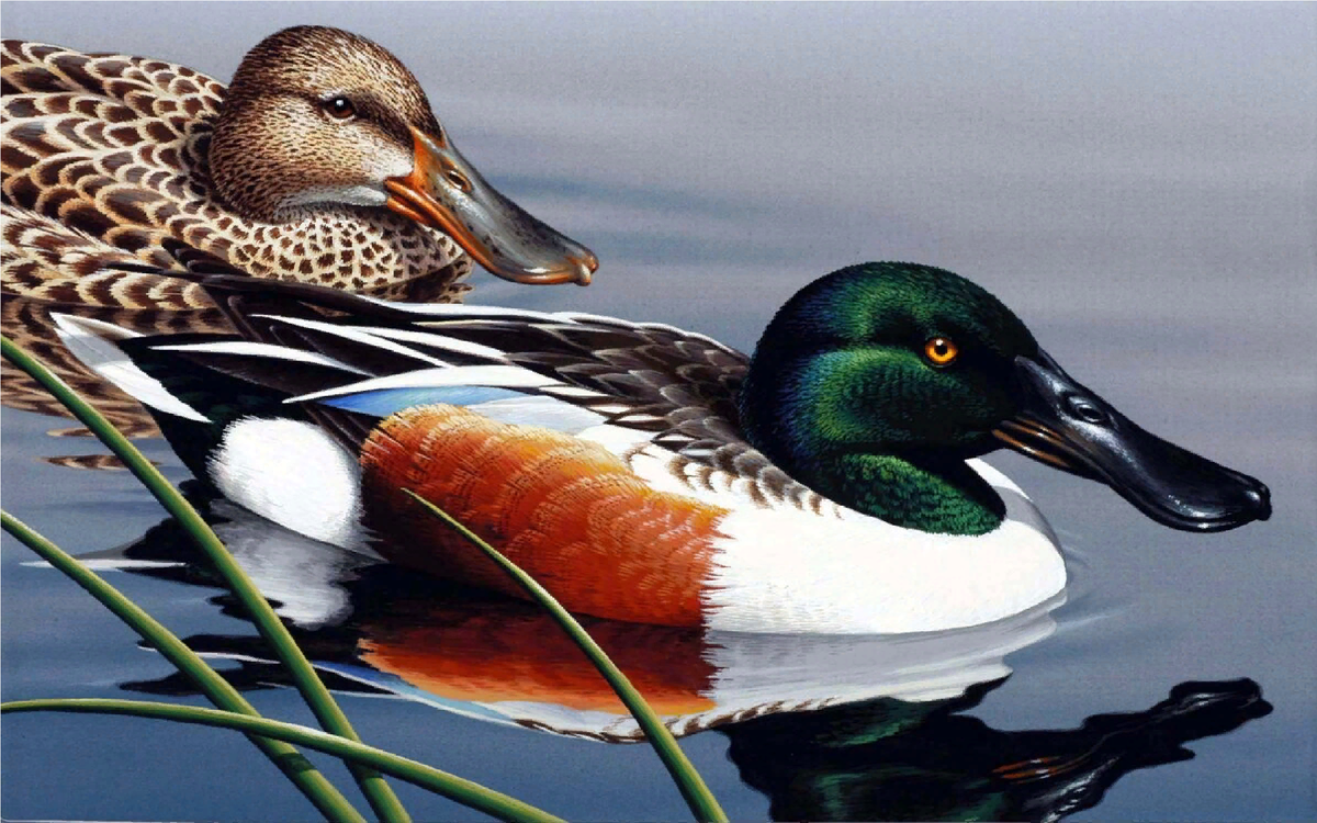 Широконоска.