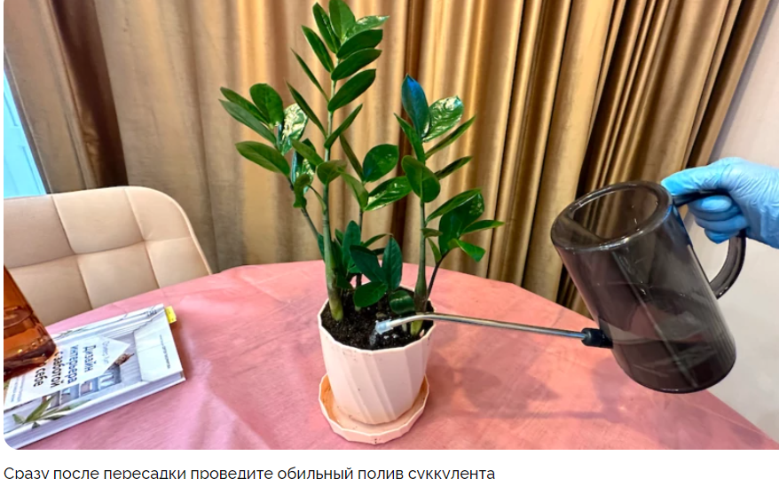 Полив замиокулькаса: как часто, какой водой поливать суккулент в разное время года