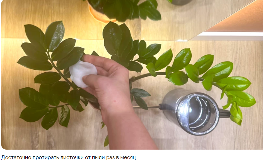 Декабрист полив как часто. Декабрист полив как часто. Режим полива декабриста. Декабрист полив как часто. Зигокактус полив.