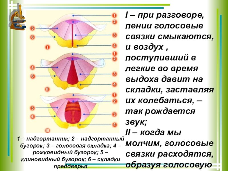 Из чего состоит пение