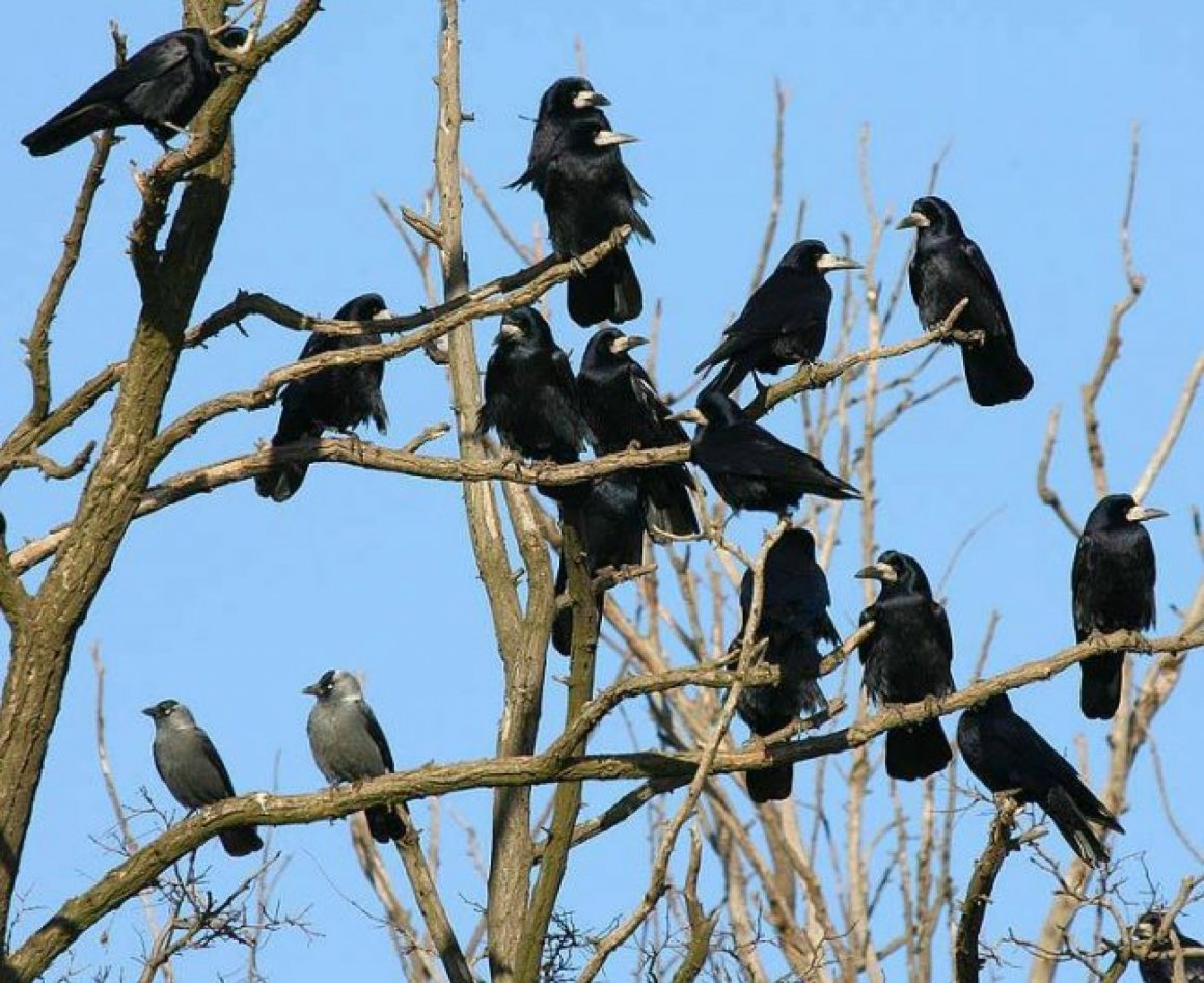 Маленькая группа птиц. Грач Перелетная птица. Стая грачей. Вороны на дереве.