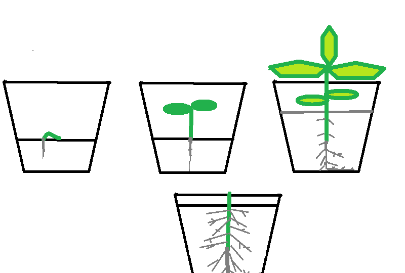 Почему не сажаю на середину стаканчика, чтобы потом подсыпать вытянувшийся росток