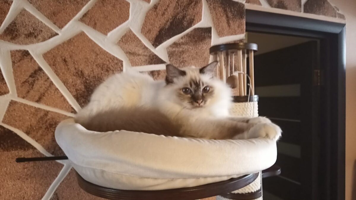 Моя кошка Алиса