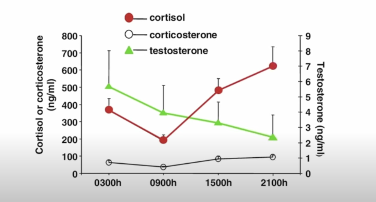5 способов естественного повышения уровня тестостерона (для мужчин ...