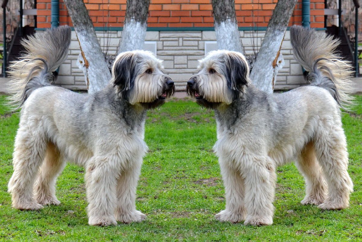 Беспородный пес Лахен. Коллаж автора на основе фото из личного архива