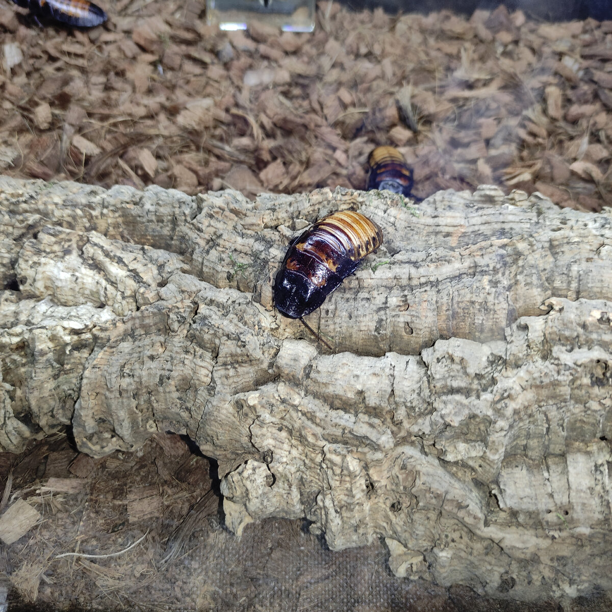 Palc, f3rctak - тараканы. таракан безработный бакалавр. объявление о тараканах. таракан безработный бакалавр. таракан безработный бакалавр.