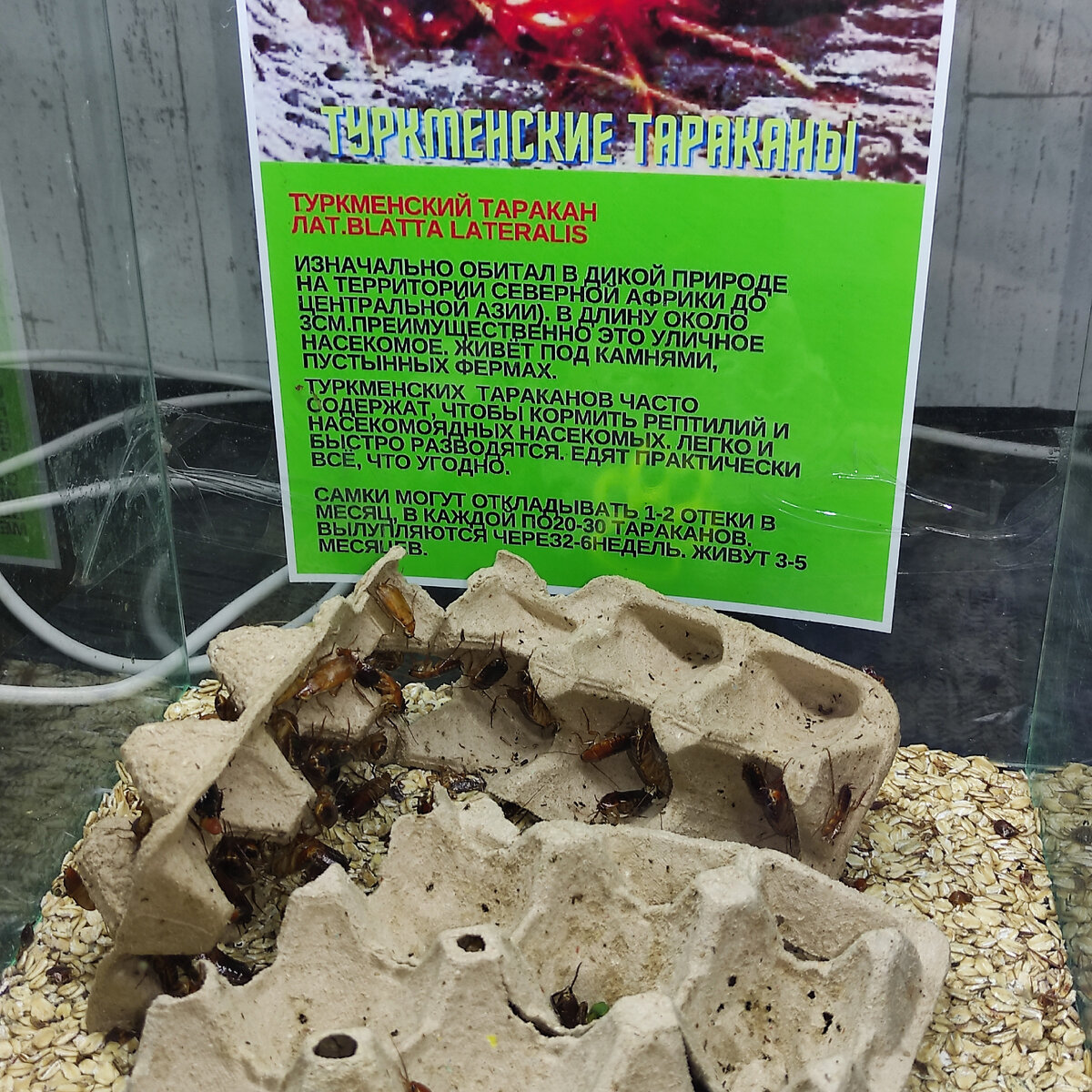 алименты на ребенка. семья безработных. алименты. семья безработных. безработица в семье.