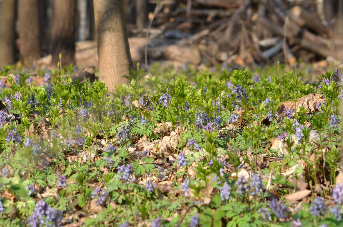 Весенний лес в Подмосковье