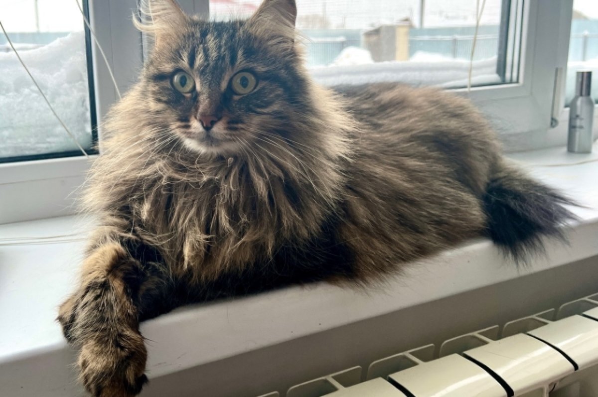    Тюменский ветеринар объяснил, почему кошки неожиданно начинают кусаться