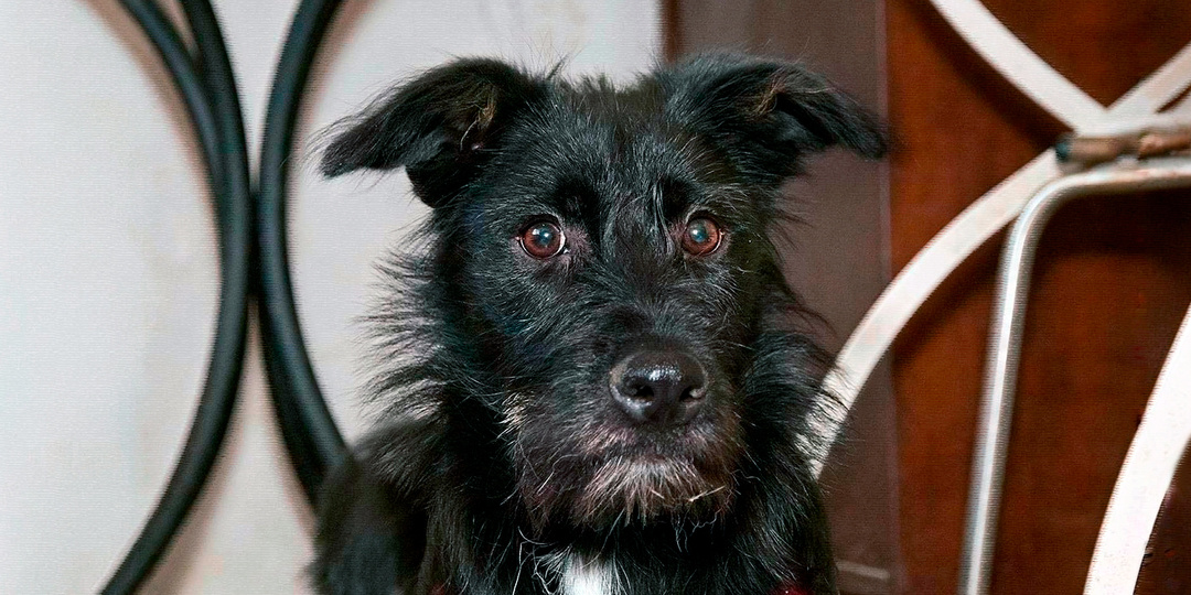 Киндер&Сюрприз