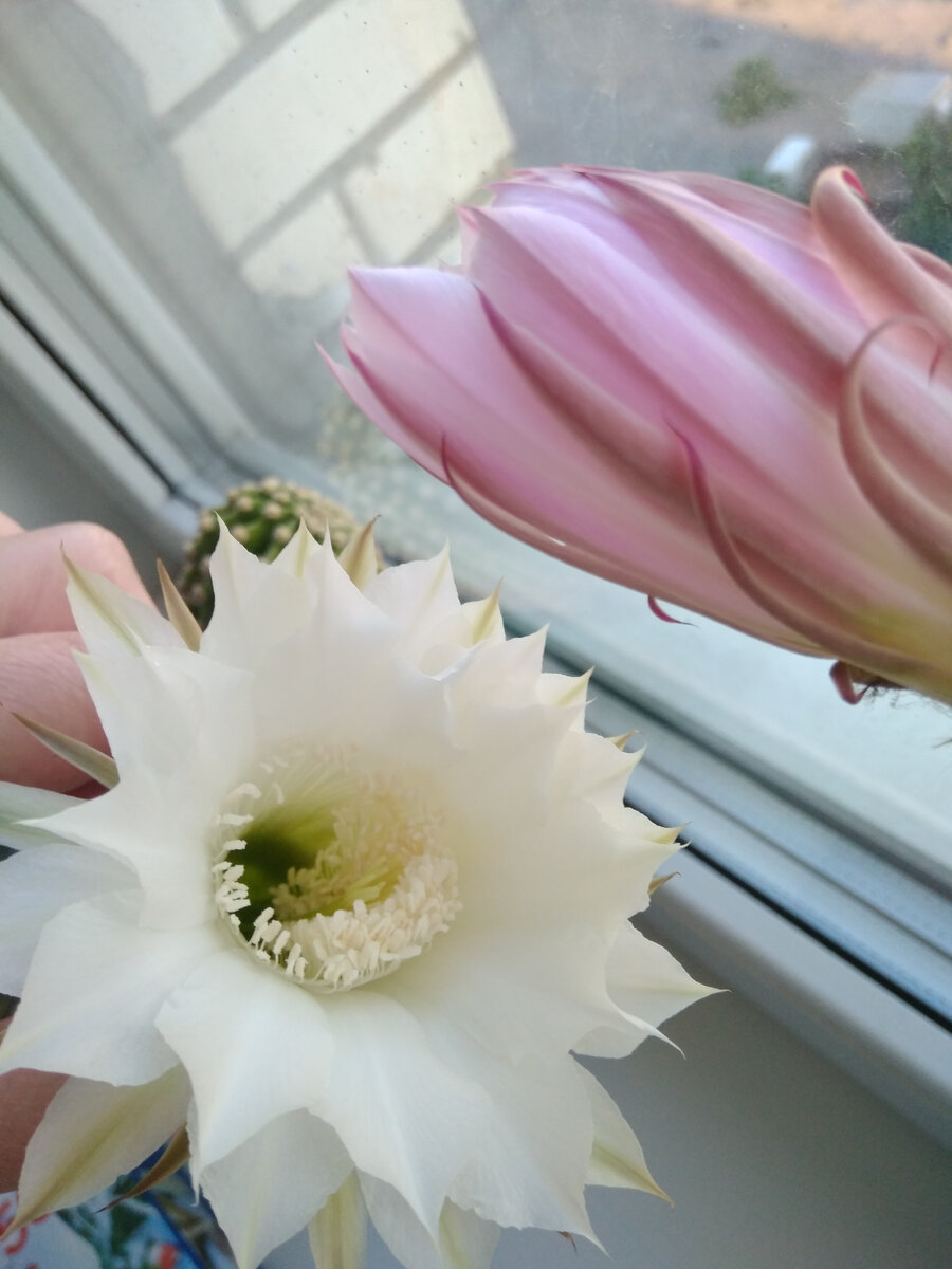 Фото автора. Мои кактусы цветут 