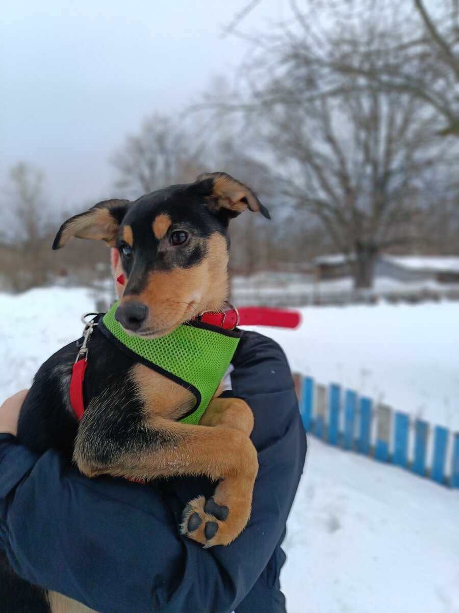 Охотничий собаки девочки. Дойч дратхаар. Царская зимняя охота. Девушка с собакой. Курцхаар со спаниелем.