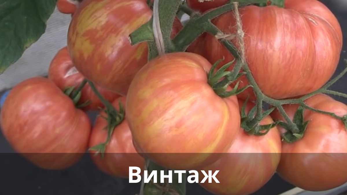 Казабалыкский томат описание. Суперранний сорт томатов. Томаты суперранние низкорослые сорта. Суперранние сорта томатов. Томаты низкорослые крупноплодные раннеспелые.
