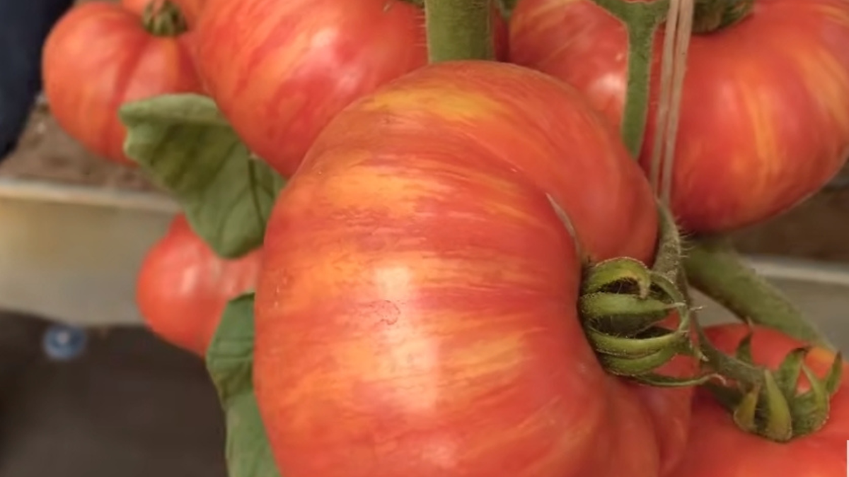 Сорта томатов низкорослые подмосковные. Томаты черри для урала. Лучшие томаты для урала. Томат уралец. Лучшие томаты для урала.