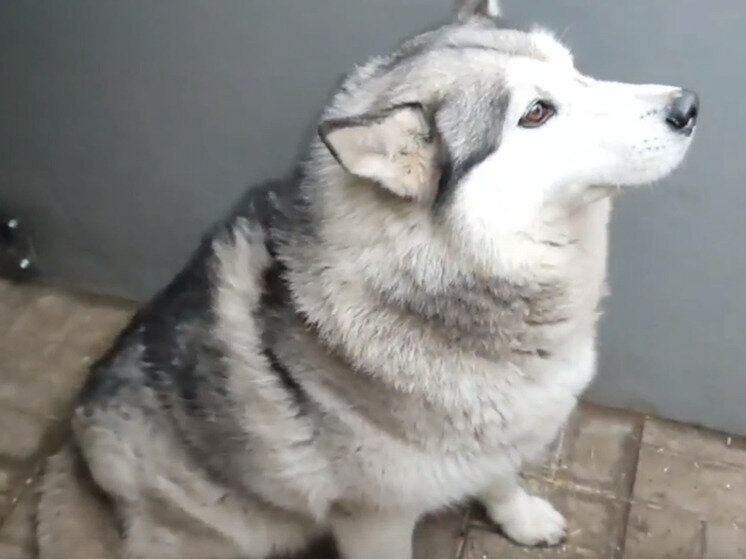 донецкие мировые судьи. донецкие мировые судьи. мировой суд ростовской области. сайт верховного суда днр. мировые судьи ростовской области.