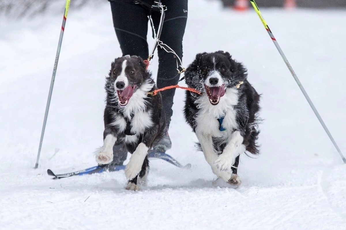 бордер колли и шотландская овчарка. бордер-колли породы собак. бордер-колли. бордер колли питомник. шотландская пастушья бордер колли.
