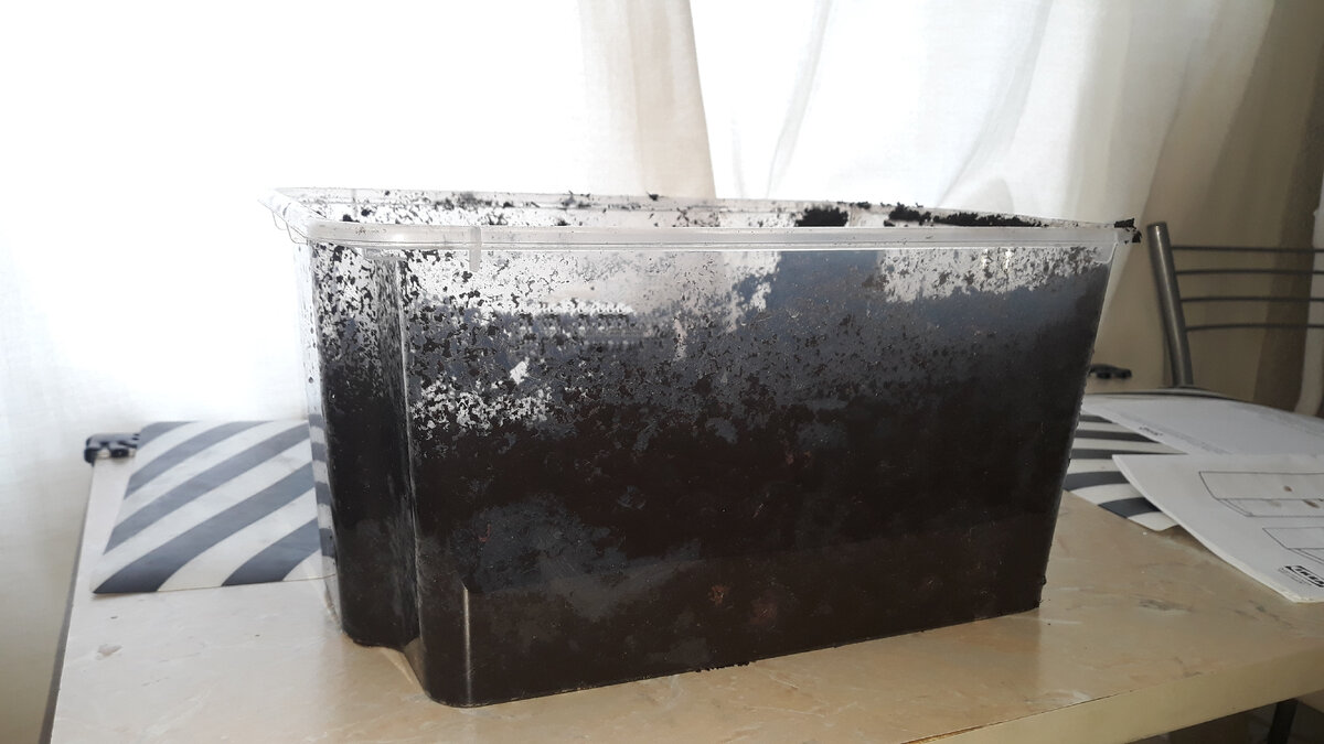 Червятник. Мини ферма для червей. Фото из личного архива. 