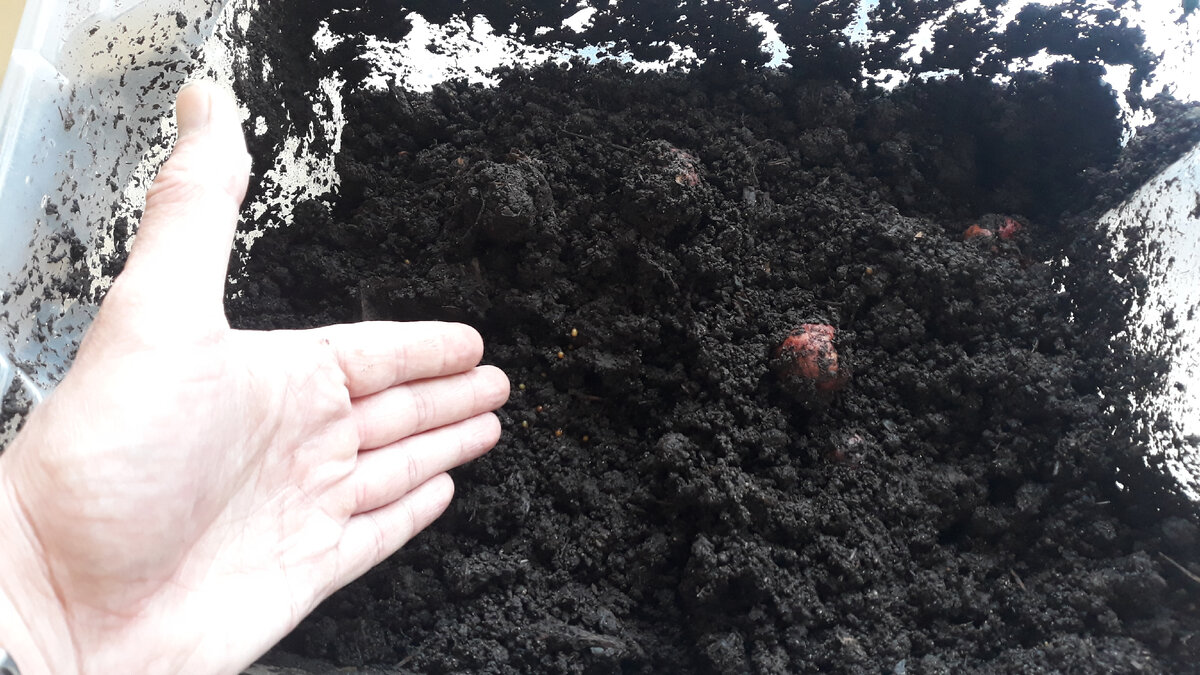 Земля достаточно влажна, а наличие в ней коконов означает, что черви чувствуют себя комфортно. Фото из личного архива. 