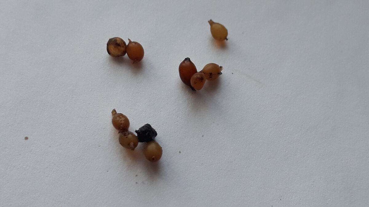 Коконы червей. Фото из личного архива. 