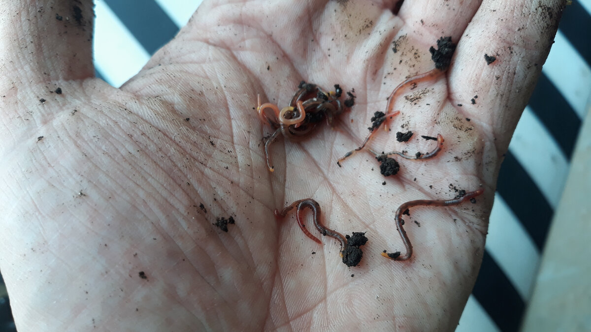 Приветствую всех на своём канале!  За окном уже февраль, а это значит, что скоро зима отступит и пора готовится к весенне-летнему сезону.-4-2