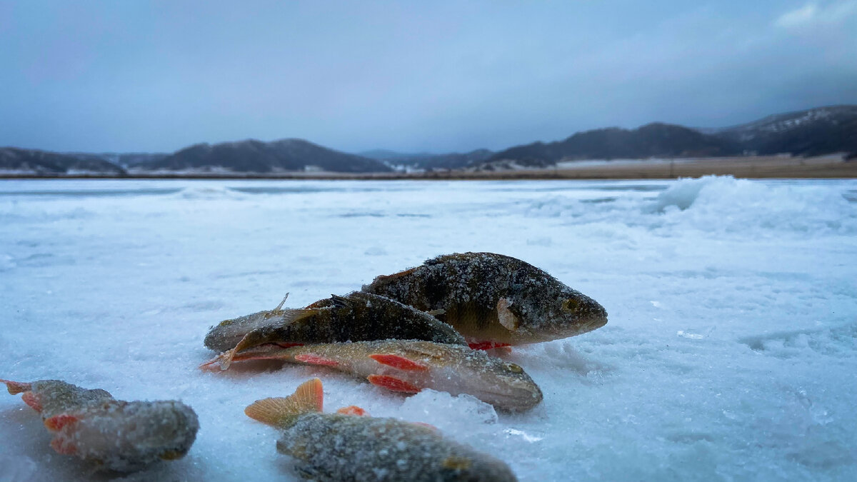 Окунь в Алтайских горах.