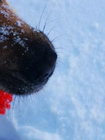 На фото чудо НОС ...кого? Правильно, Барабули