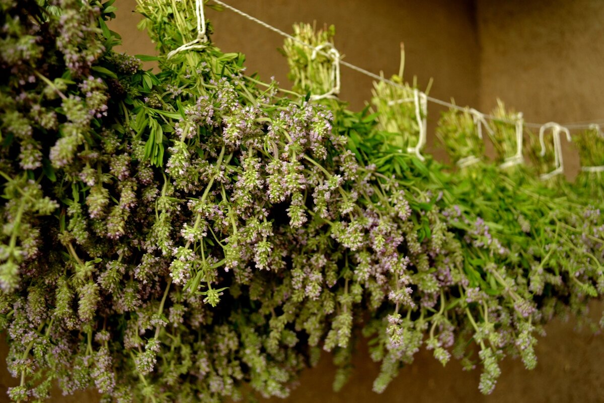 Чабрец сушу на веранде или чердаке, развесив пучки на веревку