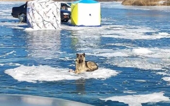    Преданность собак и предательство их хозяев