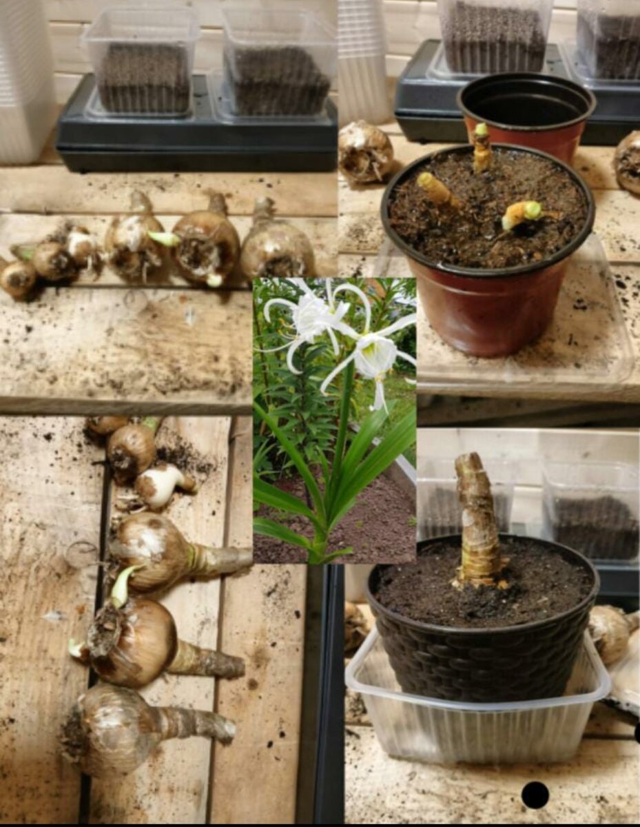 Весной 2022 купила эту красоту, но  цветения не увидела. 