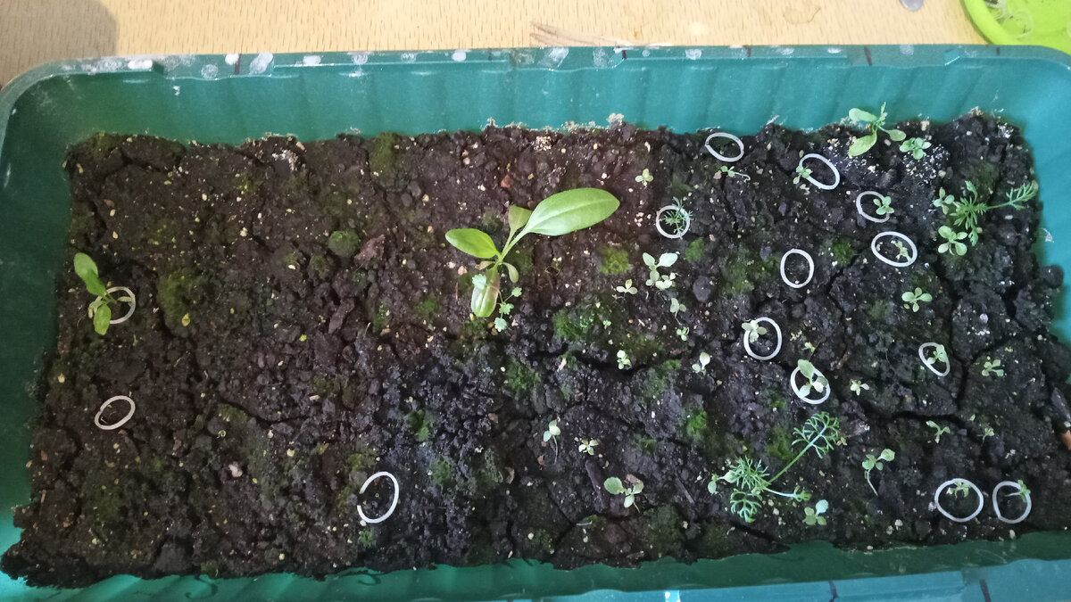 два крыла надежды песня. ангел с расправленными крыльями. любовь и судьба. мистическая картина о любви. два крыла надежды песня.