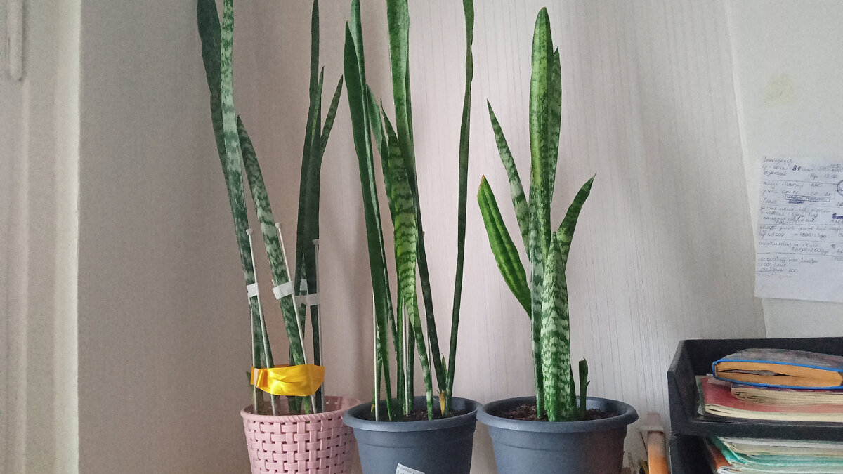 Крылья души. Два крыла на двоих. На крыльях любви. Прекрасные мгновения жизни. Два крыла надежды минус.