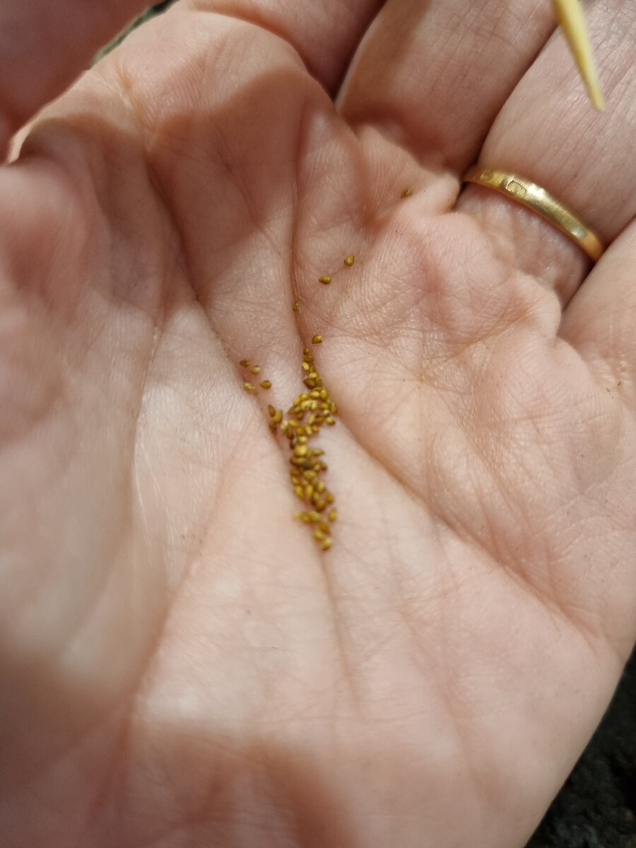 Семена чабреца