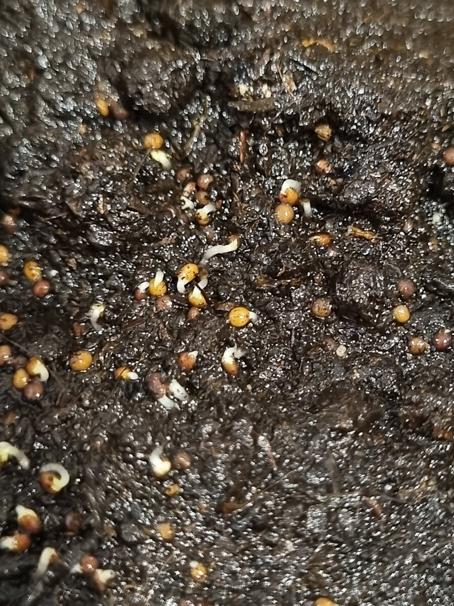 Вот так они все решили дружно дать всходы!