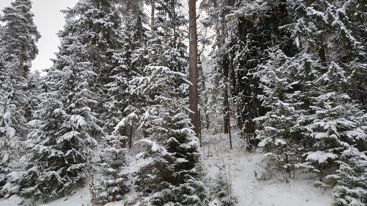 песчаные леса. песок лесной. песчаный карьер тюмень. песчаный бор. песок лесной.