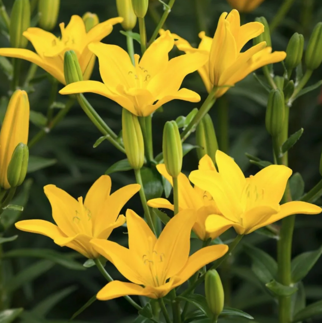 Фото: dolina-sad.ru