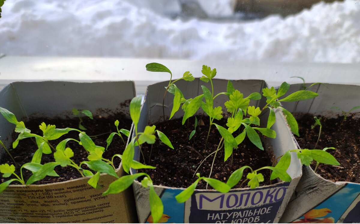 Растет петрушка на фоне снега за окном!