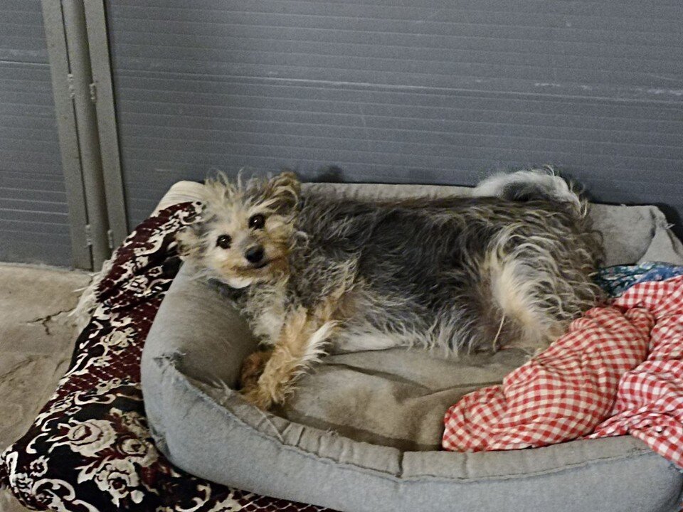    Хвостатые ждут любящих хозяев Елена Рюмина