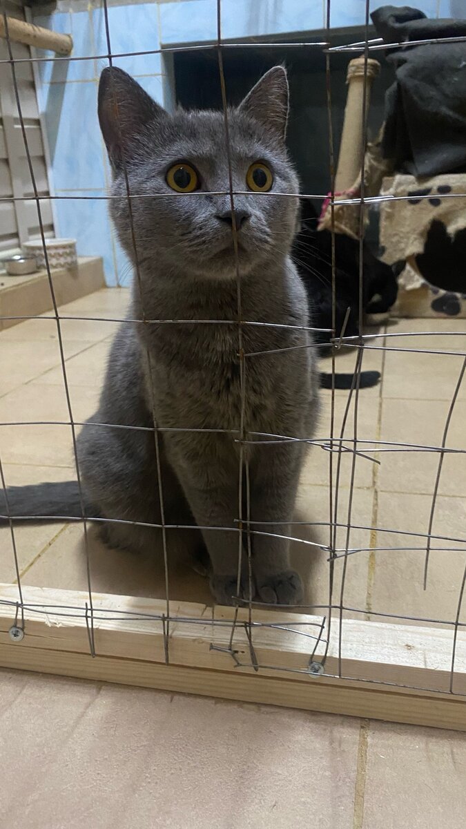 Девушка выпускает птицу из клетки. Фотосессия в клетке. Фотосессия в клетке. Раб в клетке. Раб в клетке.